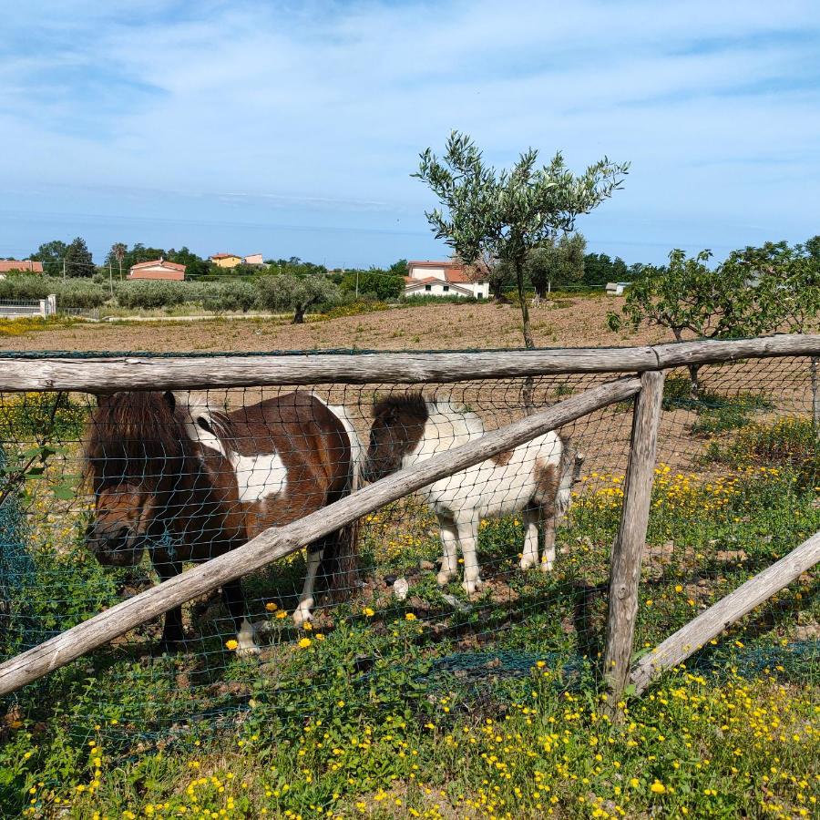 Agriturismo Agri Armonia San Lucido Exterior photo